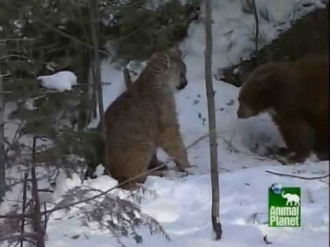 puma vs brown bear