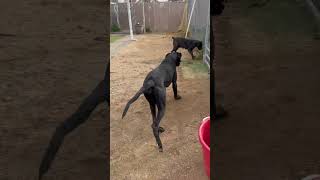 Video preview image #1 Mutt Puppy For Sale in Goodyear, AZ, USA