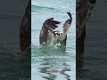 Osprey with huge fish struggles getting out of the water. #bird #wildlife #birdsofprey #fishing