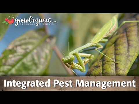 What is Integrated Pest Management (IPM) and How To Use It In Your Garden