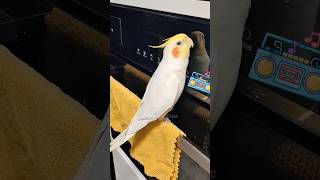 Download lagu Adorable Cockatiel Singing Along with my Whistling πΆπ¦π₯° #cockatielscraze #birdscharm #birdsinging mp3 Download lagu Adorable Cockatiel Singing Along with my Whistling πΆπ¦π₯° #cockatielscraze #birdscharm #birdsinging mp3