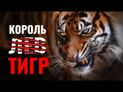 Biology of the Strongest Cat on the Planet