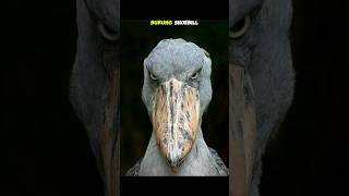 Download lagu SUARA BURUNG PALING SERAM DI DUNIA #fitrahsurya #shorts mp3 Download lagu SUARA BURUNG PALING SERAM DI DUNIA #fitrahsurya #shorts mp3