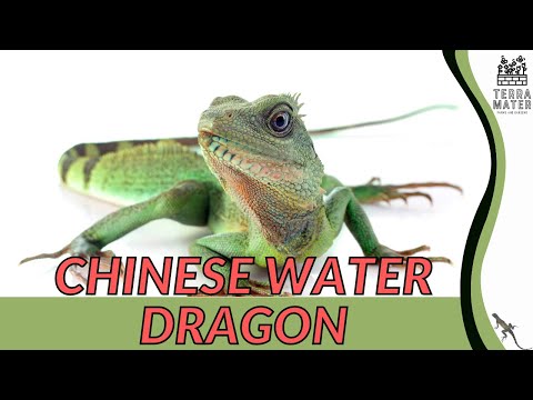Agama vodná čínska (Physignathus cocincinus) — Chinese Water Dragon, chov a starostlivosť