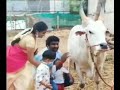 Jallikatu Karur Vellaiyan Family Cute Video