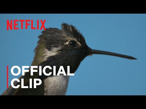 Hummingbirds from Life in Color with David Attenborough | Netflix