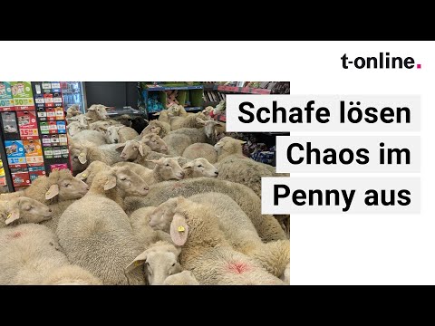 Bayern: 50 Schafe stürmen Penny-Supermarkt