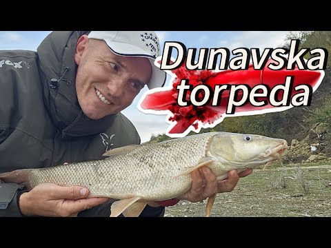 Feeder pecanje mrene i sljivara, Dunav-Surduk