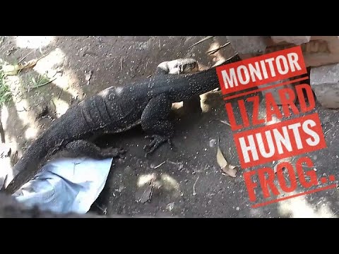 Bengal Monitor lizard catches and swallow a big frog...