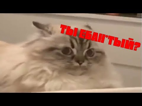 16 МИНУТ СМЕХА | ЛУЧШИЕ ПРИКОЛЫ МАЙ 2019 | ТЕСТ НА ПСИХИКУ | ПОДБОРКА ПРИКОЛОВ #5