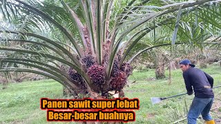 Download lagu Super heavy palm oil harvest || huge fruit mp3