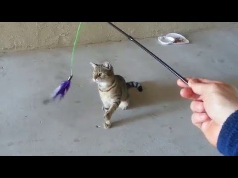 SmartyKat Frisky Flyer Feather Wand Interactive Cat Toy In Action