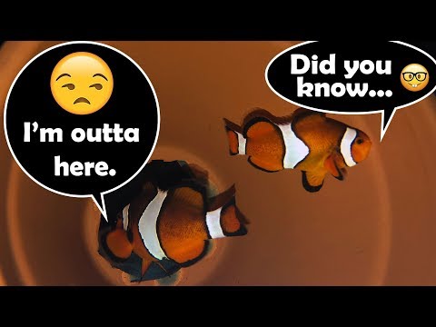 image-How often do clown fish eat?