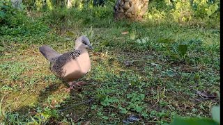 Download lagu TERKUKUR TERBAIK 2021, TANGAN SAMPAI MENGGIGIL mp3