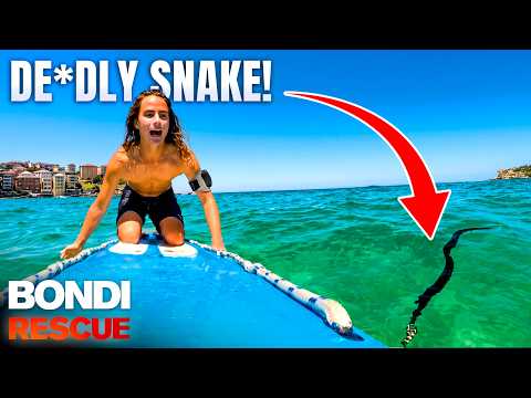 Bondi's Most DANGEROUS Animals