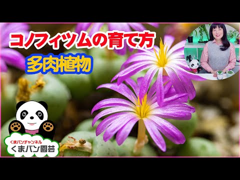 クリソポゴン・ジザニオイデス