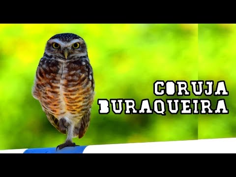 , title : 'Coruja-buraqueira'