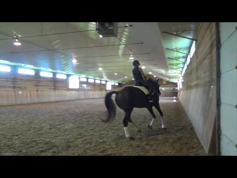 Billionaire (Oldenburg by Belissimo M)