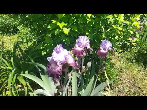 Spring in my garden ! Пролет в моята градина!1/10 част от нея.