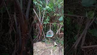 Download lagu Panass!!!! Menjebak Murai Batu Borneo mp3