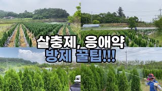 살충제, 응애약 방제 꿀팁
