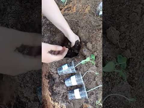 ПОСАДКА АРБУЗОВ В ОТКРЫТЫЙ ГРУНТ Как сажать арбузы в открытый грунт