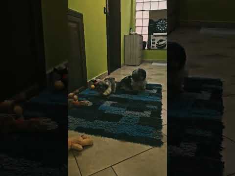 Havanese puppy for sale