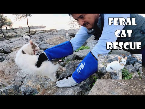 How to Save a Sick and Injured Feral Cat? And Kitten Rescue. Coming Soon.