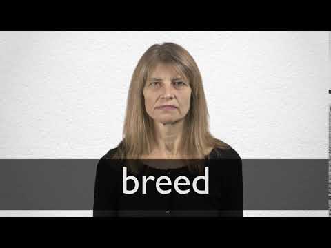 Hindi Translation of “breed” | Collins English-Hindi Dictionary