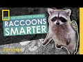 How Our Actions Are Making Raccoons Smarter Webby Award Winner Nat Geo Explores