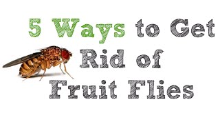 5 Ways to Get Rid of Fruit Flies