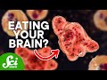 Human Parasites 