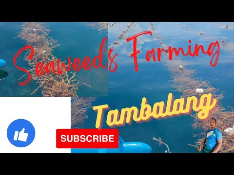 Seaweeds Farming