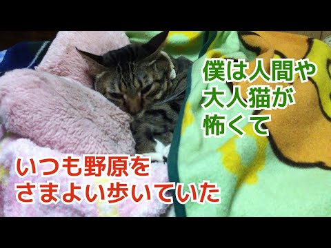 ｟猫のほのぼのする話🐟｠僕は人間や大人猫が怖くて、いつも野原を彷徨い歩いていた。