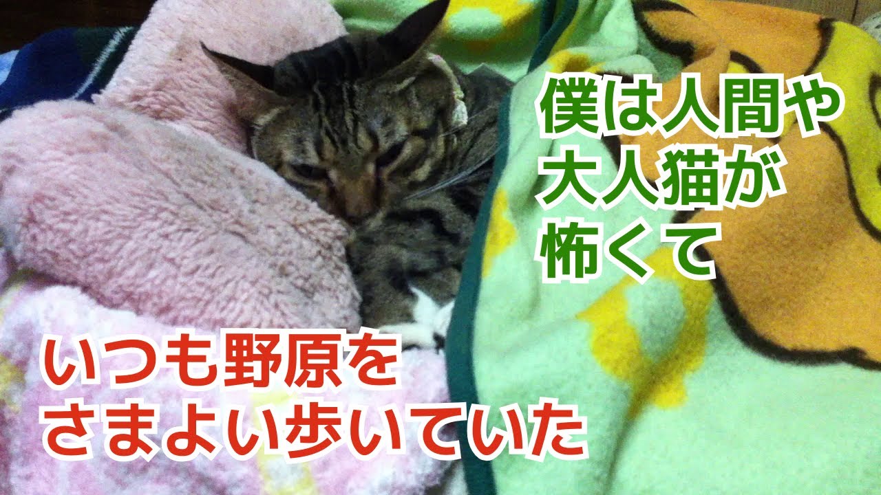 ｟猫のほのぼのする話🐟｠僕は人間や大人猫が怖くて、いつも野原を彷徨い歩いていた。