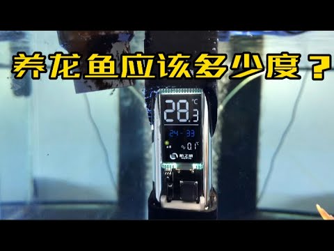 龍魚水温