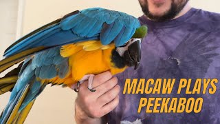 Macaw Playing Peekaboo
