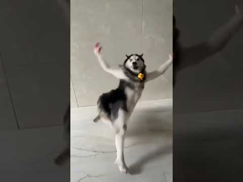 Husky Dance Troll #husky #dogdance #dance #funny #troll #trending