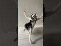 Husky Dance Troll Husky Dogdance Dance Funny Troll Trending