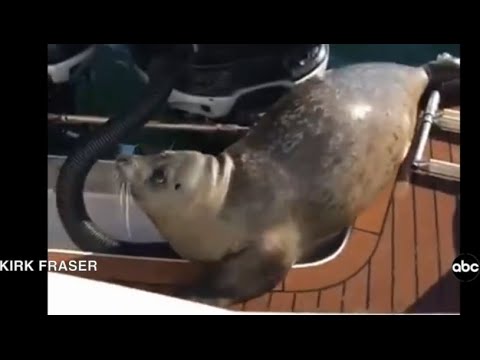 Seal Jumps on Boat to Escape Killer Whales
