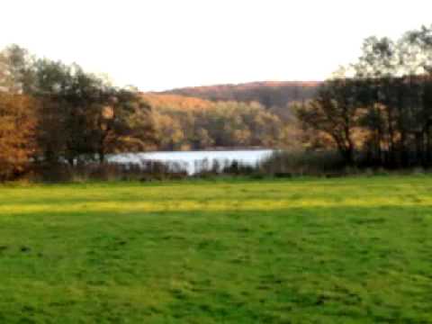 Willies Wilde Wunderklänge