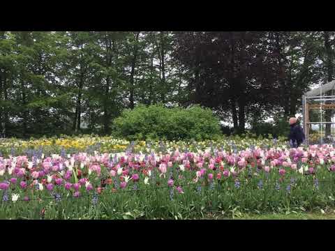 Keukenhof 2018 - 13 mei 2018 - final day of spring 1