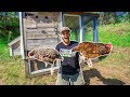 I Bought CHICKENS For My BACKYARD FARM Facebook Marketplace