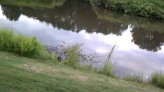 Prehistoric Bird Found!