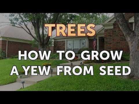 How to Grow a Yew From Seed