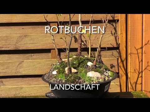 Bonsai Landschaft mit Rotbuchen/New Bonsa Landscape/Bonsai oder Kleinholz 2023-11