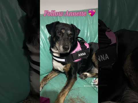 Annette the dog is looking extra stylish in her new Julius K9 harness! 🎀🐶🌸💖 #dog #cutedogs #dogs