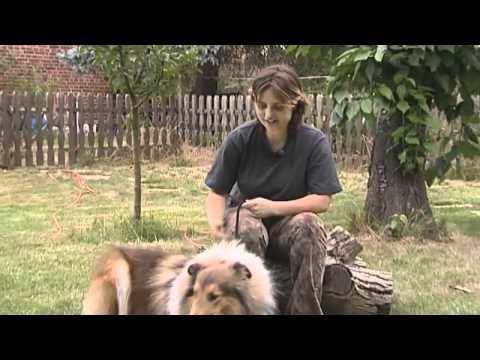 Klasse Rasse - Collie