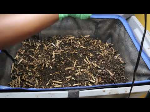 Vermicomposting E98-Weekly Update and Restarting the Breeder Bin