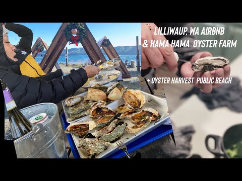 Lilliwaup Washington  - Hama Hama Oyster Farm Winter 2021 - Oyster Harvest on Public Beach